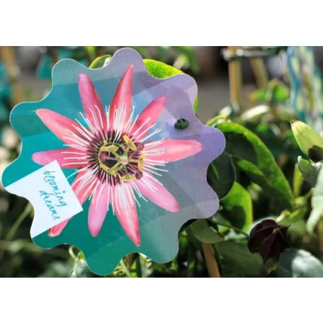 Golgotavirág Passiflora in cultivars P17