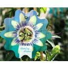 Golgotavirág Passiflora in cultivars P17