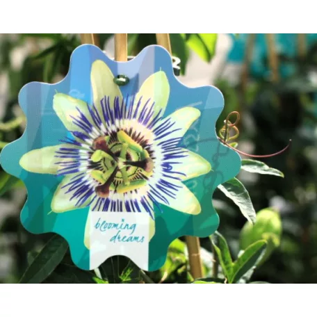 Golgotavirág Passiflora in cultivars P17