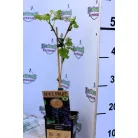 Piros csemegeszőlő Vitis Schuyler P15