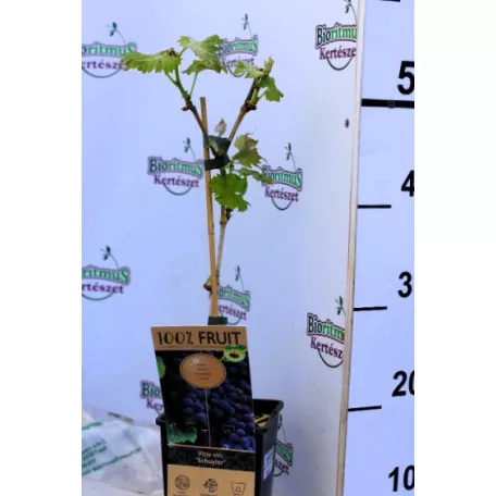 Piros csemegeszőlő Vitis Schuyler P15