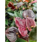 Flamingóvirág Anthurium andreanum Chelsey Chocolate 12 cm cserép