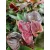 Flamingóvirág Anthurium andreanum Chelsey Chocolate 12 cm cserép