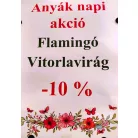 Flamingóvirág Anthurium andreanum Chelsey Chocolate 12 cm cserép