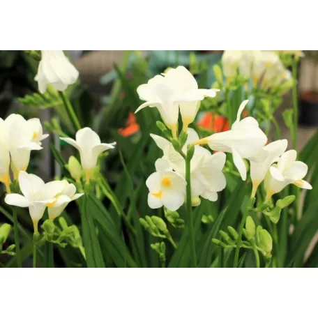 Frézia Freesia Feelgood White 13 cm cserép