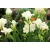 Frézia Freesia Feelgood White 13 cm cserép
