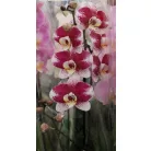 Lepkeorchidea Phalaenopsis branched/12+ flower 12 cm cserép
