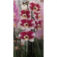 Lepkeorchidea Phalaenopsis branched/12+ flower 12 cm cserép