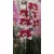 Lepkeorchidea Phalaenopsis branched/12+ flower 12 cm cserép