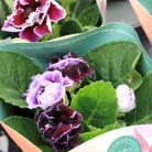 Csuporka Sinningia Brocade Blue & White 12 cm cse