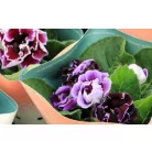 Csuporka Sinningia Brocade Blue & White 12 cm cse