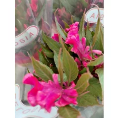Kakastaréj / Celózia Celosia mix 12  cm cserép