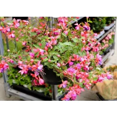 Fukszia csüngő Fuchsia Bella Fuchsia ha. 21 cm cserép