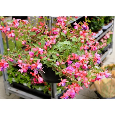 Fukszia csüngő Fuchsia Bella Fuchsia ha. 21 cm cserép