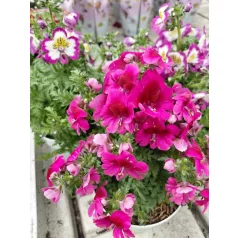   Pillangóvirág / Lepkervirág Schizanthus atlantis 12  cm cserép