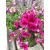 Pillangóvirág / Lepkervirág Schizanthus atlantis 12  cm cserép