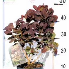   Törpe vörös cserszömörce Cotinus coggygria Lilla 17 cm cserép