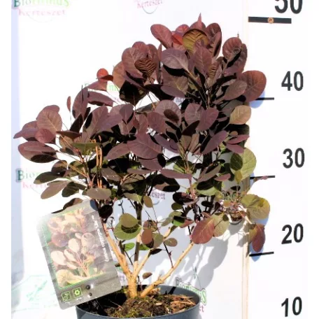 Törpe vörös cserszömörce Cotinus coggygria Lilla 17 cm cserép