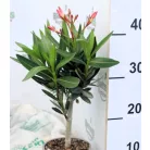 Leander Nerium oleander mini törzses 13 cm cseré