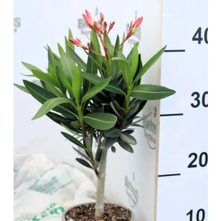 Leander Nerium oleander mini törzses 13 cm cseré