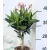 Leander Nerium oleander mini törzses 13 cm cseré