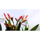 Leander Nerium oleander mini törzses 13 cm cseré