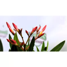 Leander Nerium oleander mini törzses 13 cm cseré
