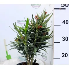 Leander Nerium oleander 17 cm cserép