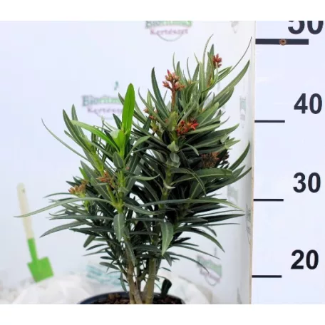 Leander Nerium oleander 17 cm cserép