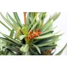 Leander Nerium oleander 17 cm cserép