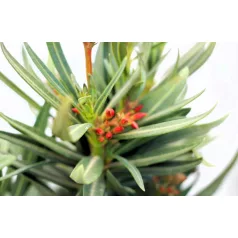 Leander Nerium oleander 17 cm cserép
