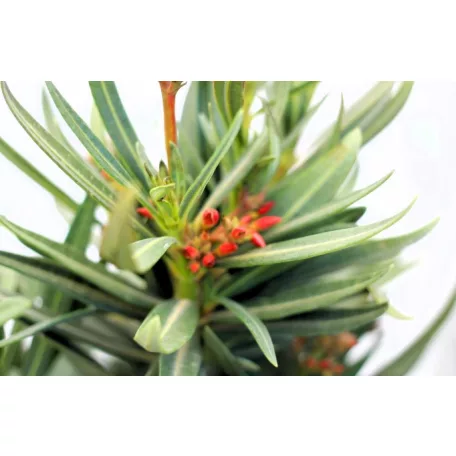 Leander Nerium oleander 17 cm cserép