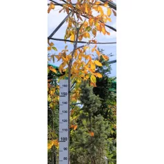 Hússzínű vadgesztenye Aesculus x carnea 14/16 45lK