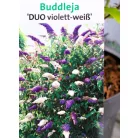 Nyáriorgona, kétszínű Buddleja d. Duo Violett-White C2