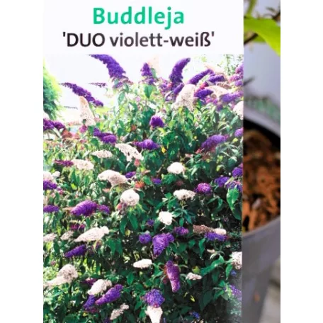 Nyáriorgona, kétszínű Buddleja d. Duo Violett-White C2