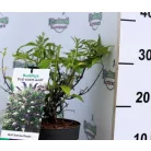 Nyáriorgona, kétszínű Buddleja d. Duo Violett-White C2