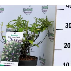 Nyáriorgona, kétszínű Buddleja d. Duo Violett-White C2