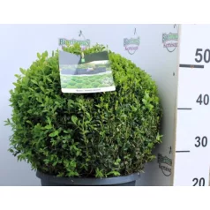 Puszpáng, gömb alakú Buxus sempervirens P26