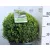 Puszpáng, gömb alakú Buxus sempervirens P26
