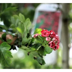 Piros virágú galagonya Crataegus laev. Pauls Scarlet C10