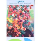 Zanót Cytisus Goldfinch V2