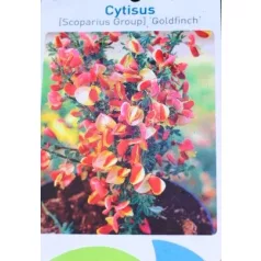 Zanót Cytisus Goldfinch V2