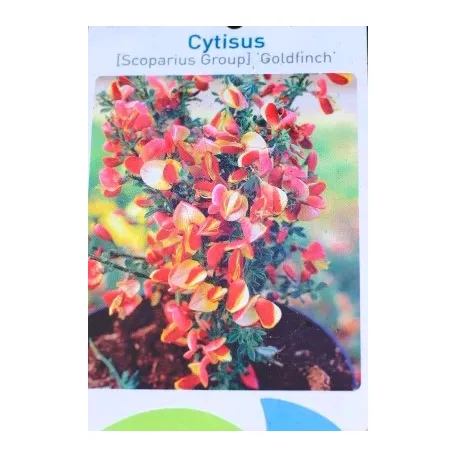 Zanót Cytisus Goldfinch V2