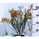 Zanót Cytisus Goldfinch V2