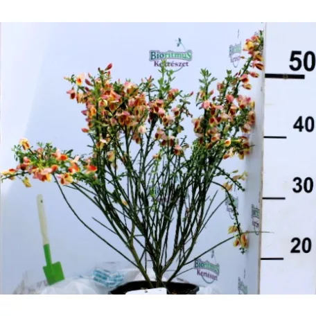 Zanót Cytisus Goldfinch V2