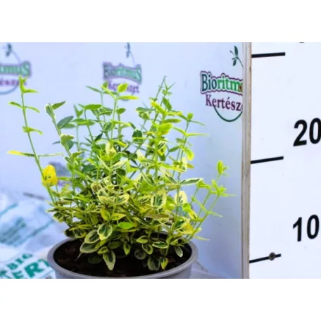 Arany kúszó kecskerágó Euonymus fort. Emerald'n Gold C1.5