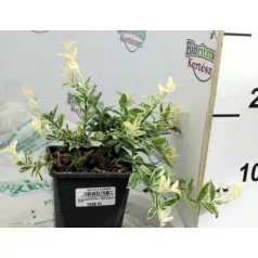 Törpe kecskerágó Euonymus fort. Harlequin P12