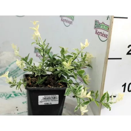 Törpe kecskerágó Euonymus fort. Harlequin P12