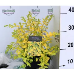   Széleslevelű fagyal Ligustrum ovalifolium Lemon and Lime C2
