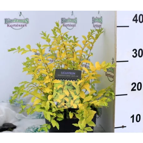 Széleslevelű fagyal Ligustrum ovalifolium Lemon and Lime C2